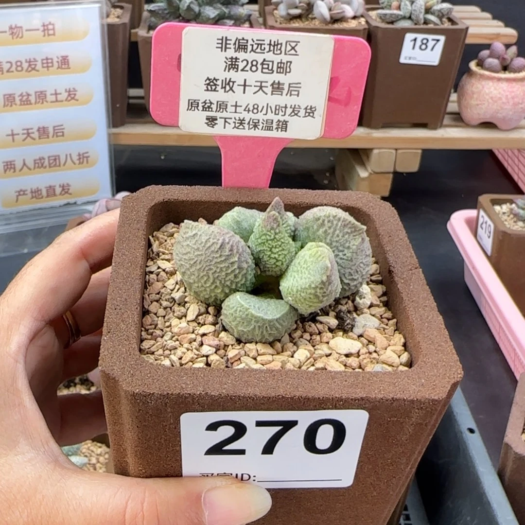 六***一270巨猪宝多肉植物