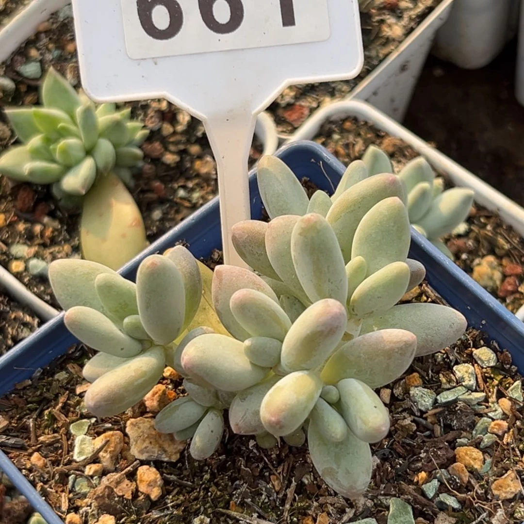 白兰地多肉植物661