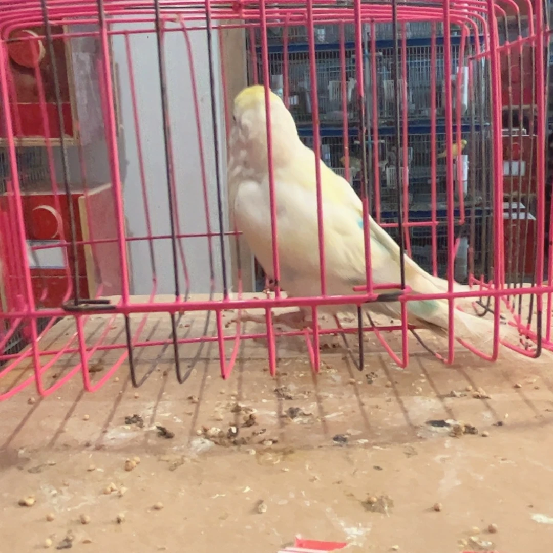 虎皮鹦鹉我的小姐姐