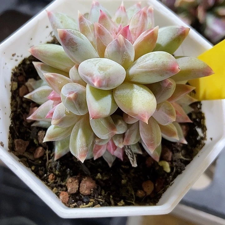 多肉植物伊丽莎白群865