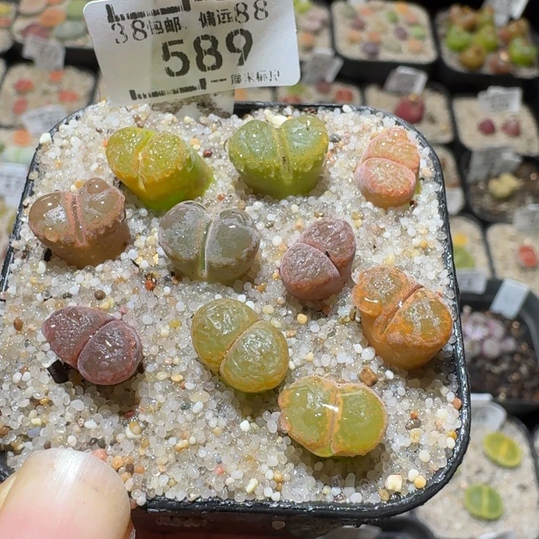 Sss新年福利款589