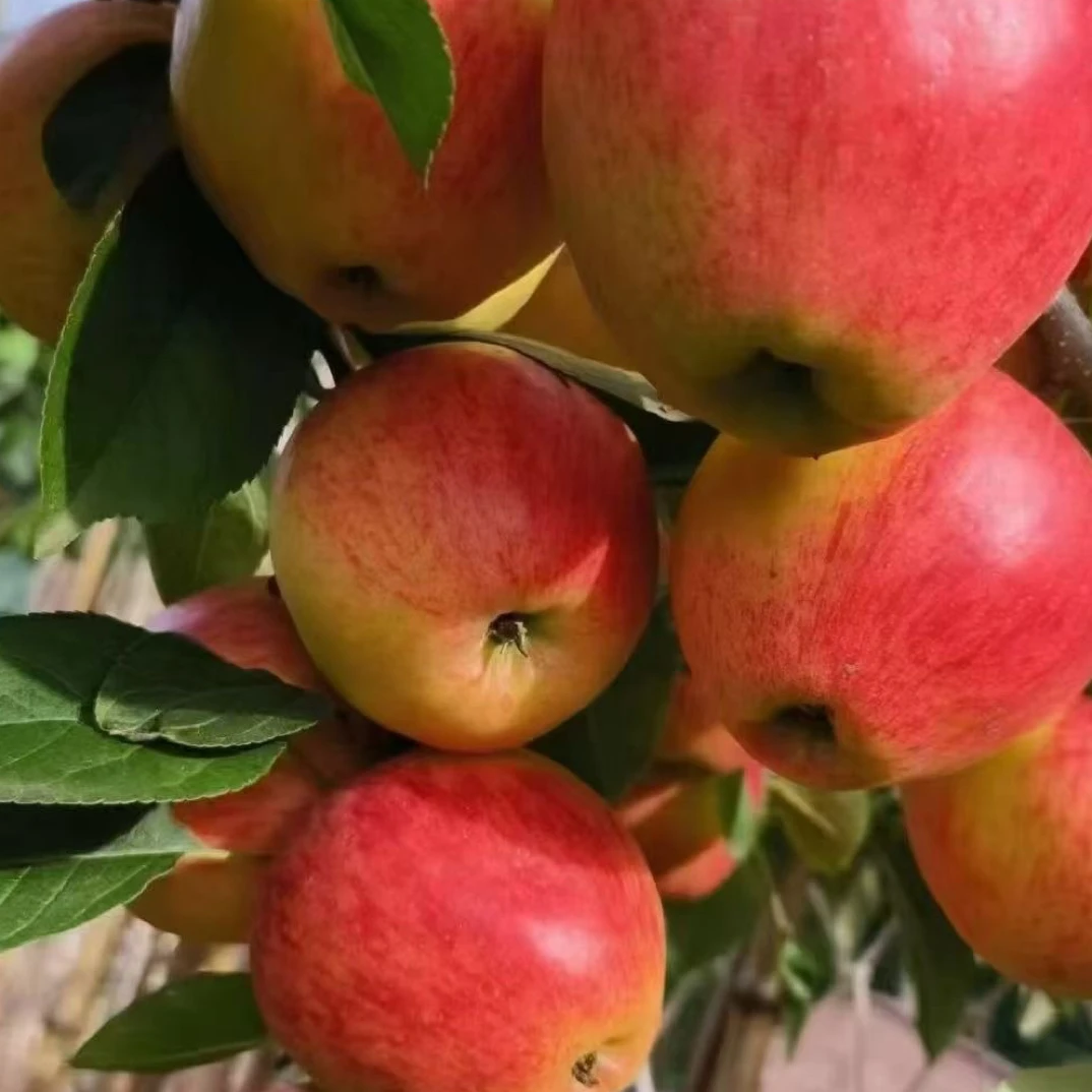 云南昭通红露苹果早熟苹果新鲜水果