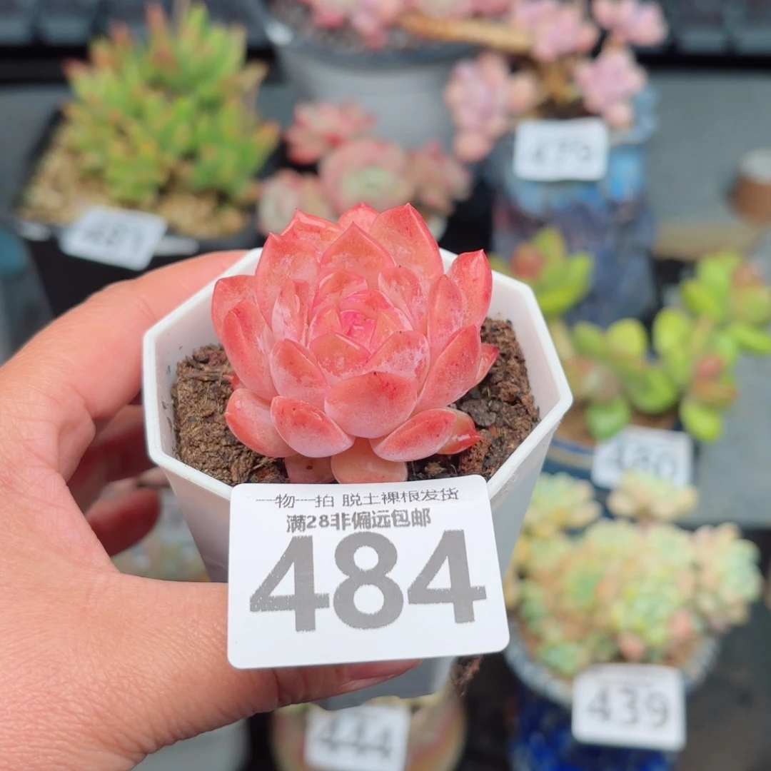 草莓果酱无盆土发货