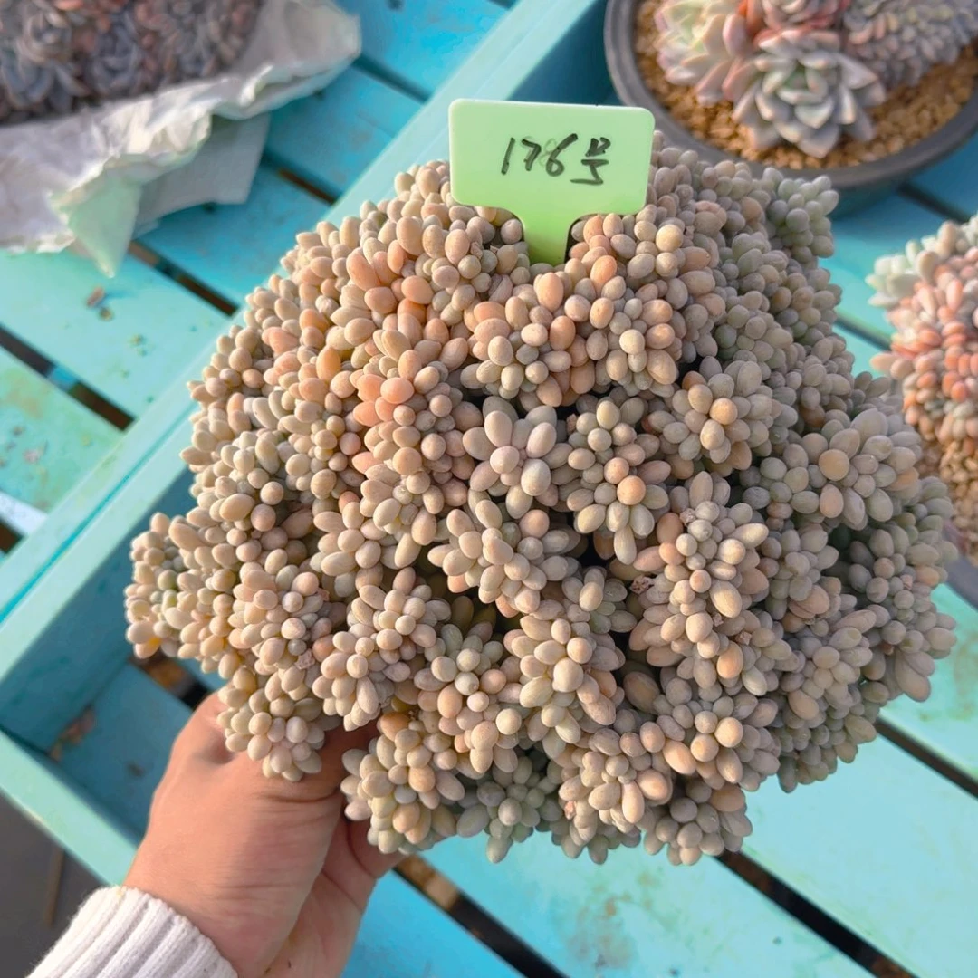 176号汤圆多肉111111111111