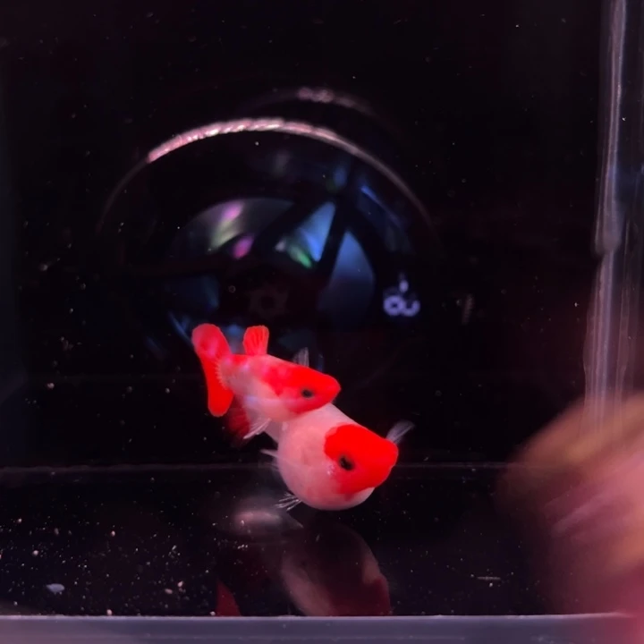 孔雀鱼深海蓝玻璃猫种鱼1对