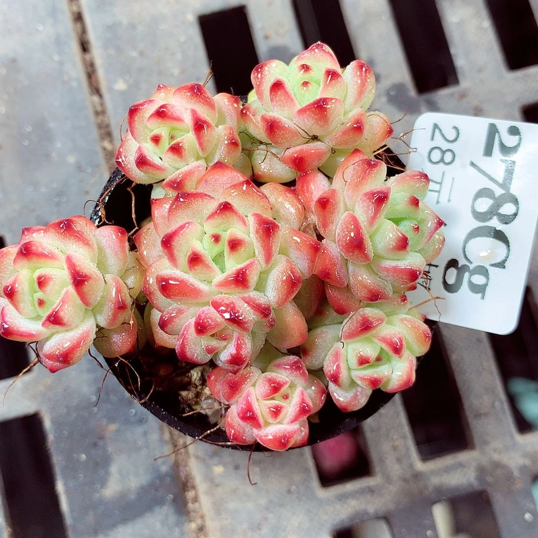 5厘米盆精控多肉278