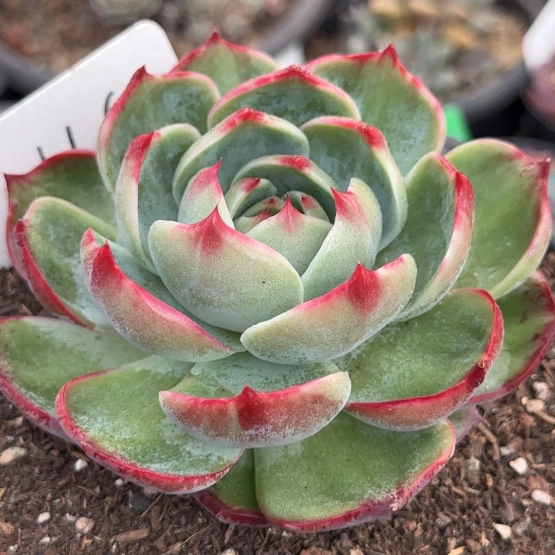 惊鸿一物一拍包装收缩花旱116