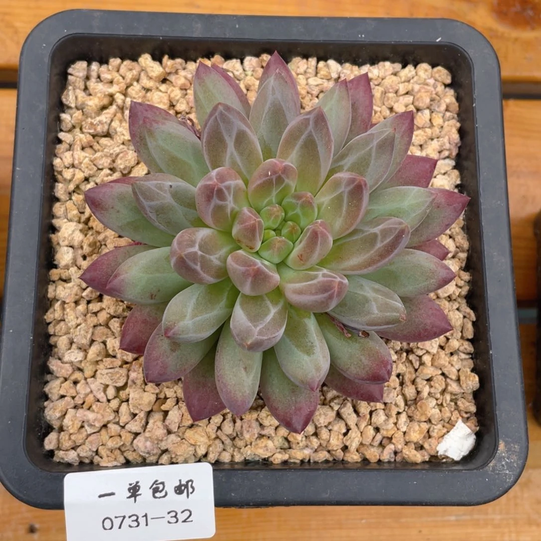 0731-32-如烟。。。。。。