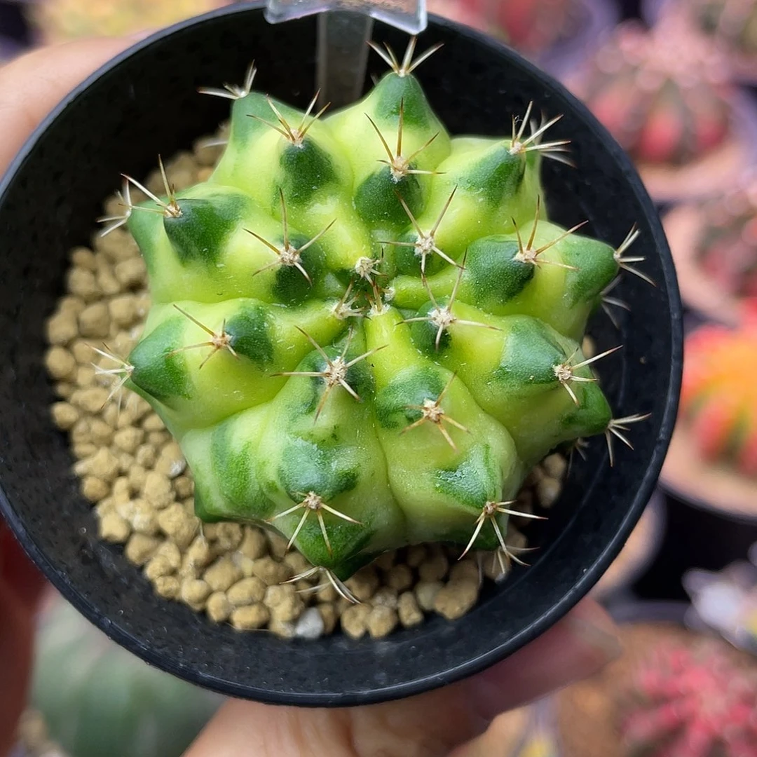 1-298米哈锦4.4厘米