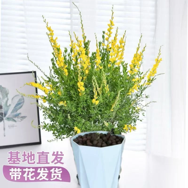 黄金雀花盆栽带香味耐热盆栽耐寒带花苞庭院阳台四季花卉观花植物