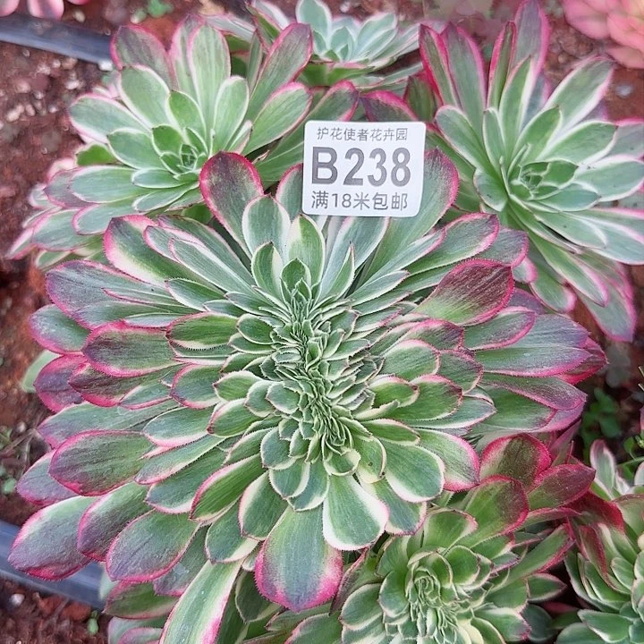 %****姐多肉法师海王朵朵一体化