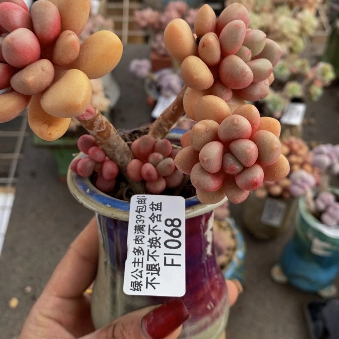 先锋派068/9vm多肉