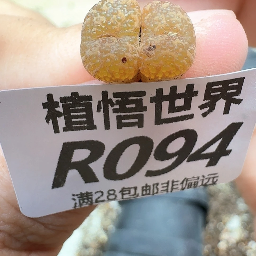 的植物的润泽df m
