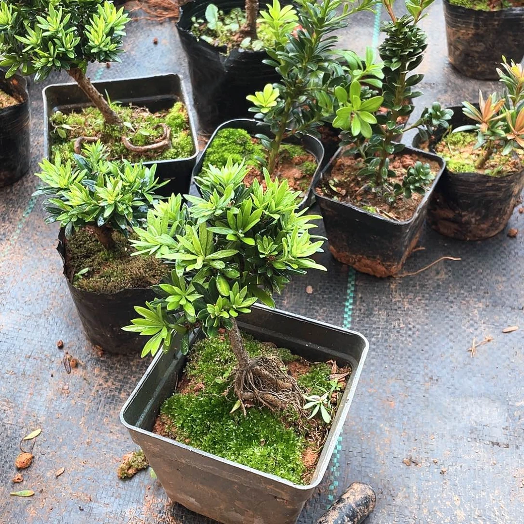 客***茶无花朵罗汉松盆景罗汉松