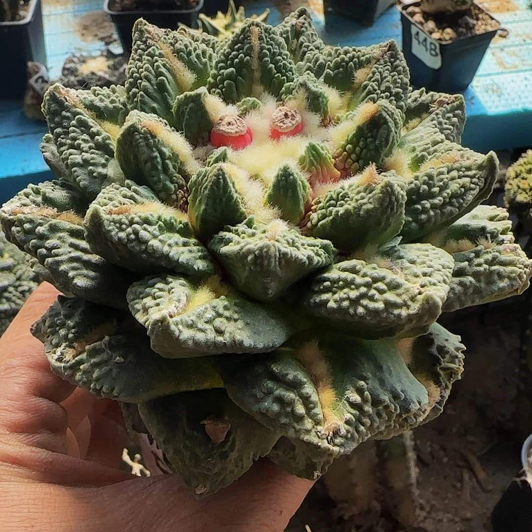 龙牙龟甲506仙人球