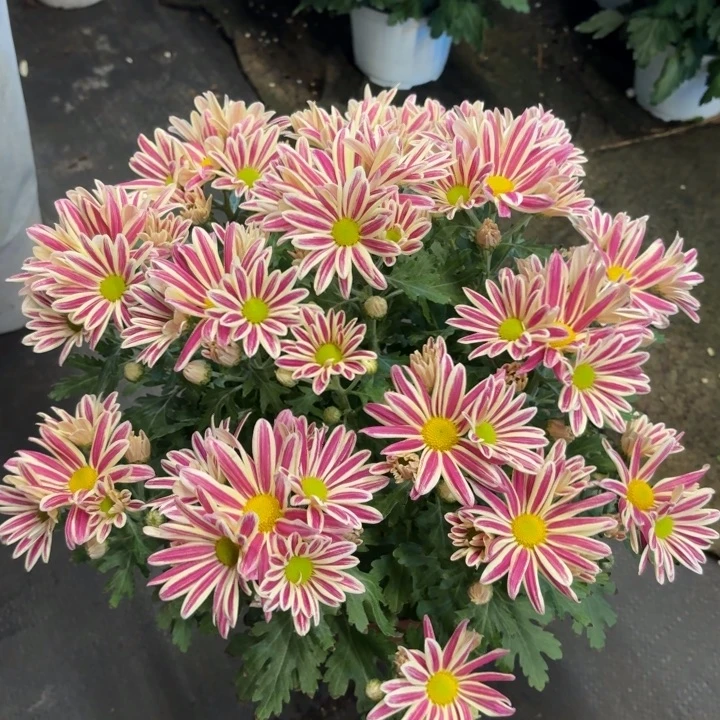油画斑纹菊盆栽带花