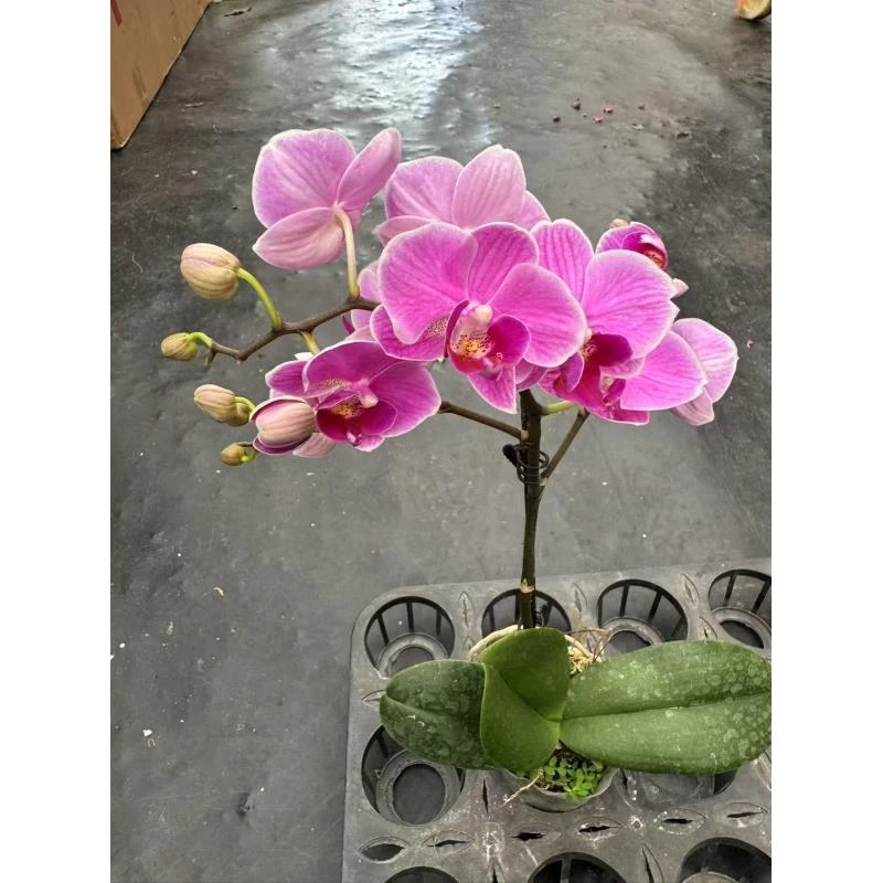 蝴蝶兰【桃花仙子】昆明直发