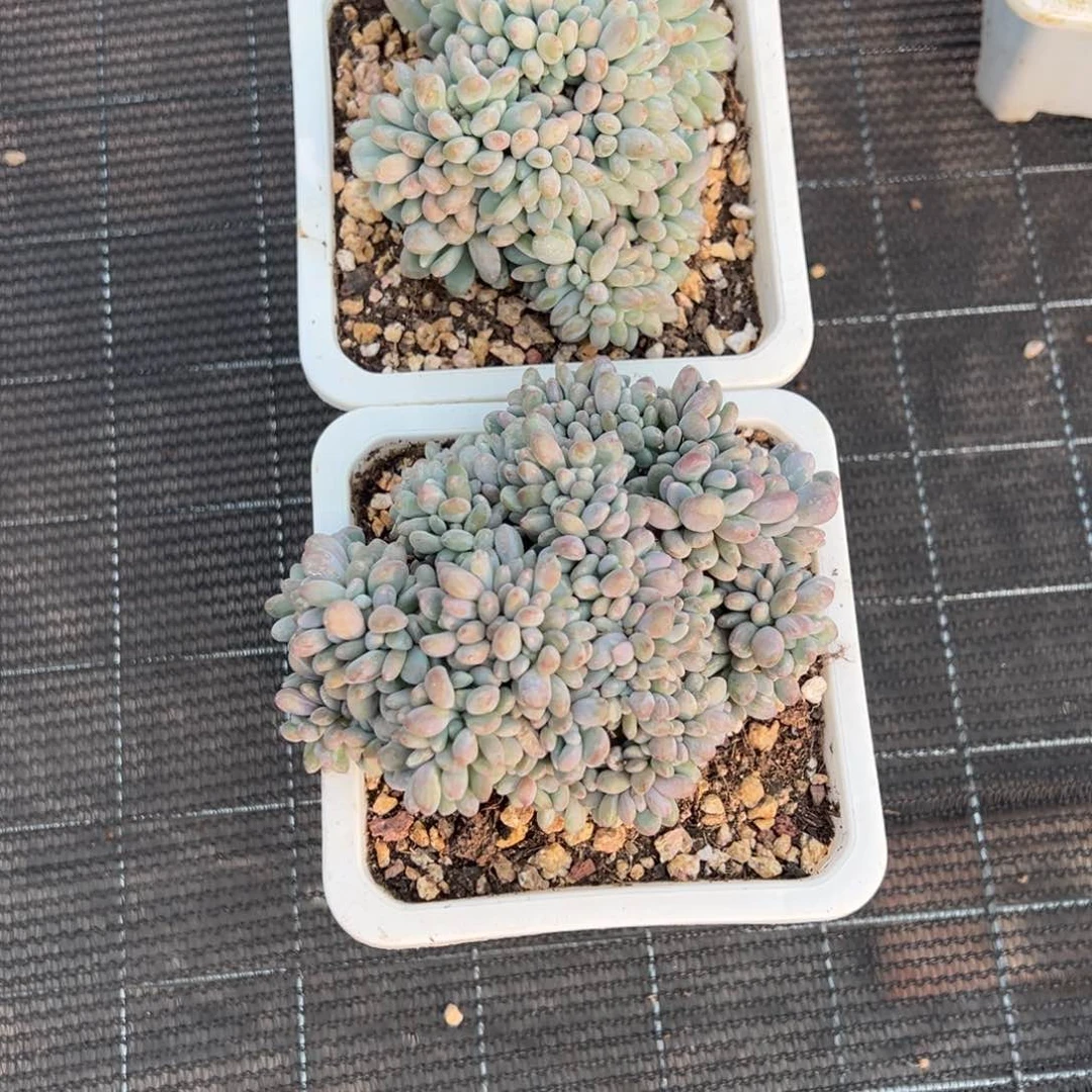 阿**河多肉植物，多肉植物