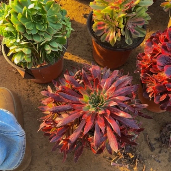 孔雀锦9.9多肉植物