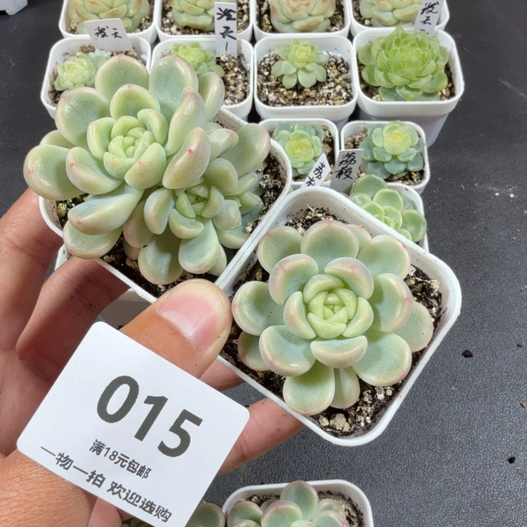 折***衣童话2个一物一拍015