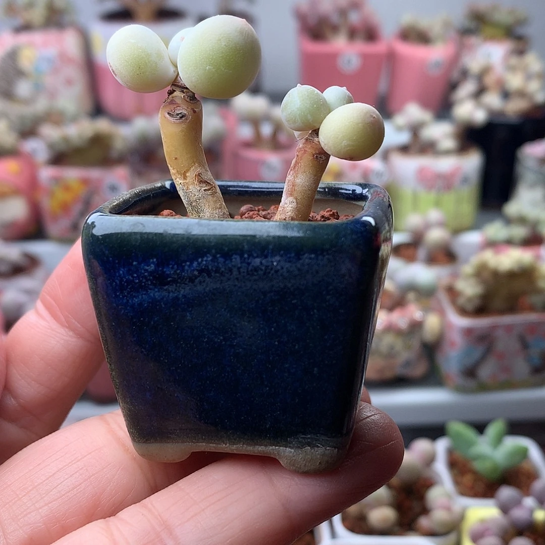 鸡蛋奶酪带盆发货