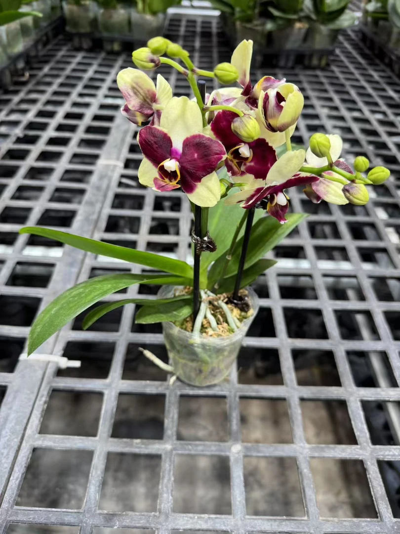 蝴蝶兰【卡塔尼亚】昆明直发