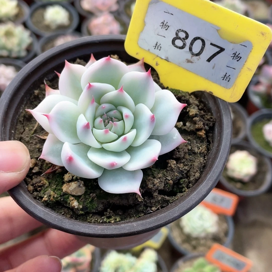 【闪购商品】寒*807号