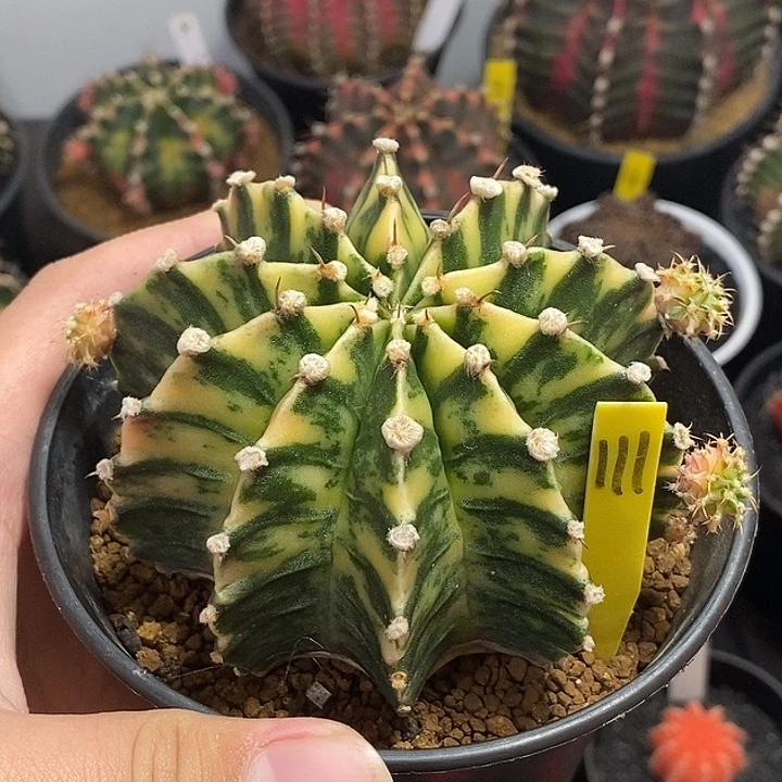 泰系全品肋骨锦—带盆土发货11