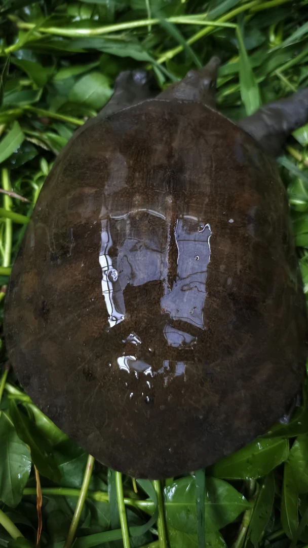 【丛记水产】安陆丘陵地区野畈山塘自然环境生长天然山甲甲鱼鲜活