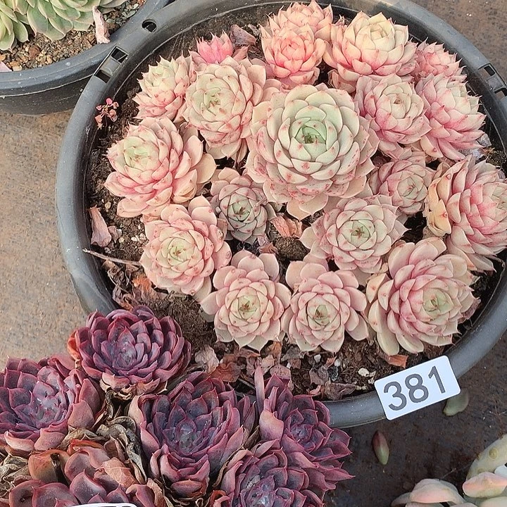 381笨巴蒂斯 一物一拍多肉