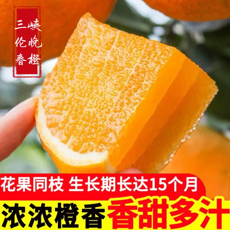 【现摘现发】秭归伦晚脐橙果园直发应季新鲜水果香甜多汁手剥大橙子