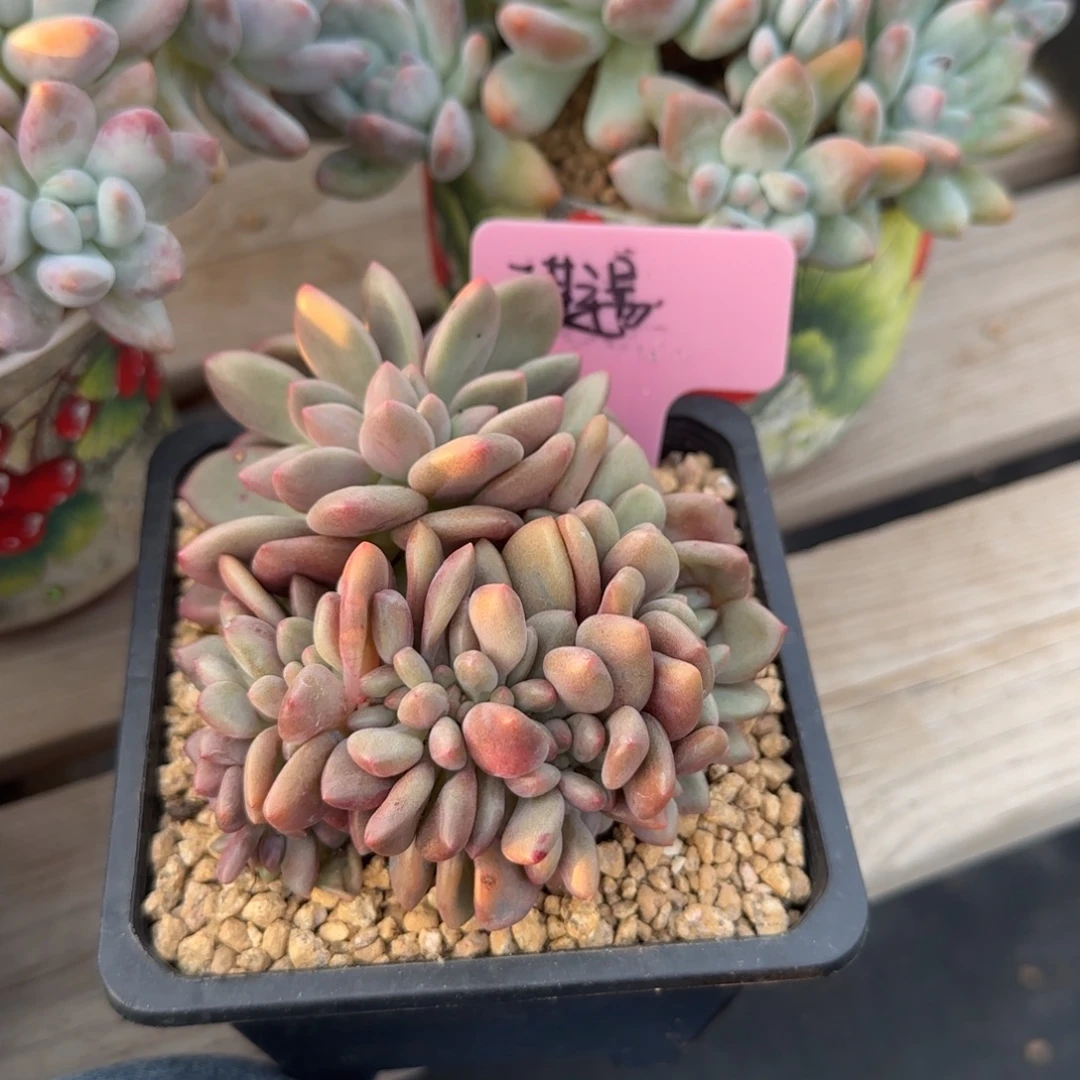 桃花源老桩多肉五十包邮