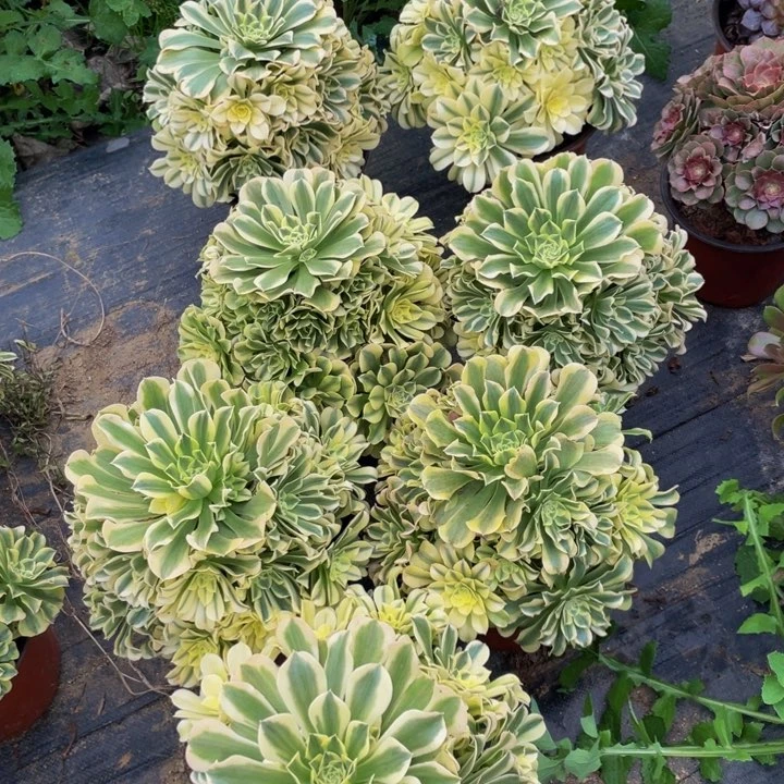 7颗，花，绿豆沙，，，