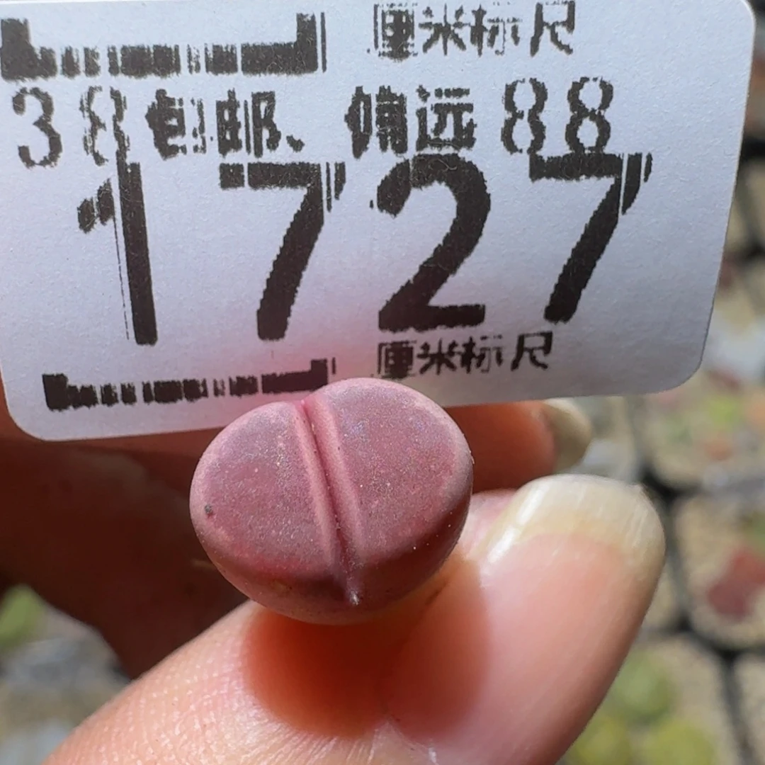 Ssss精品生石花1727