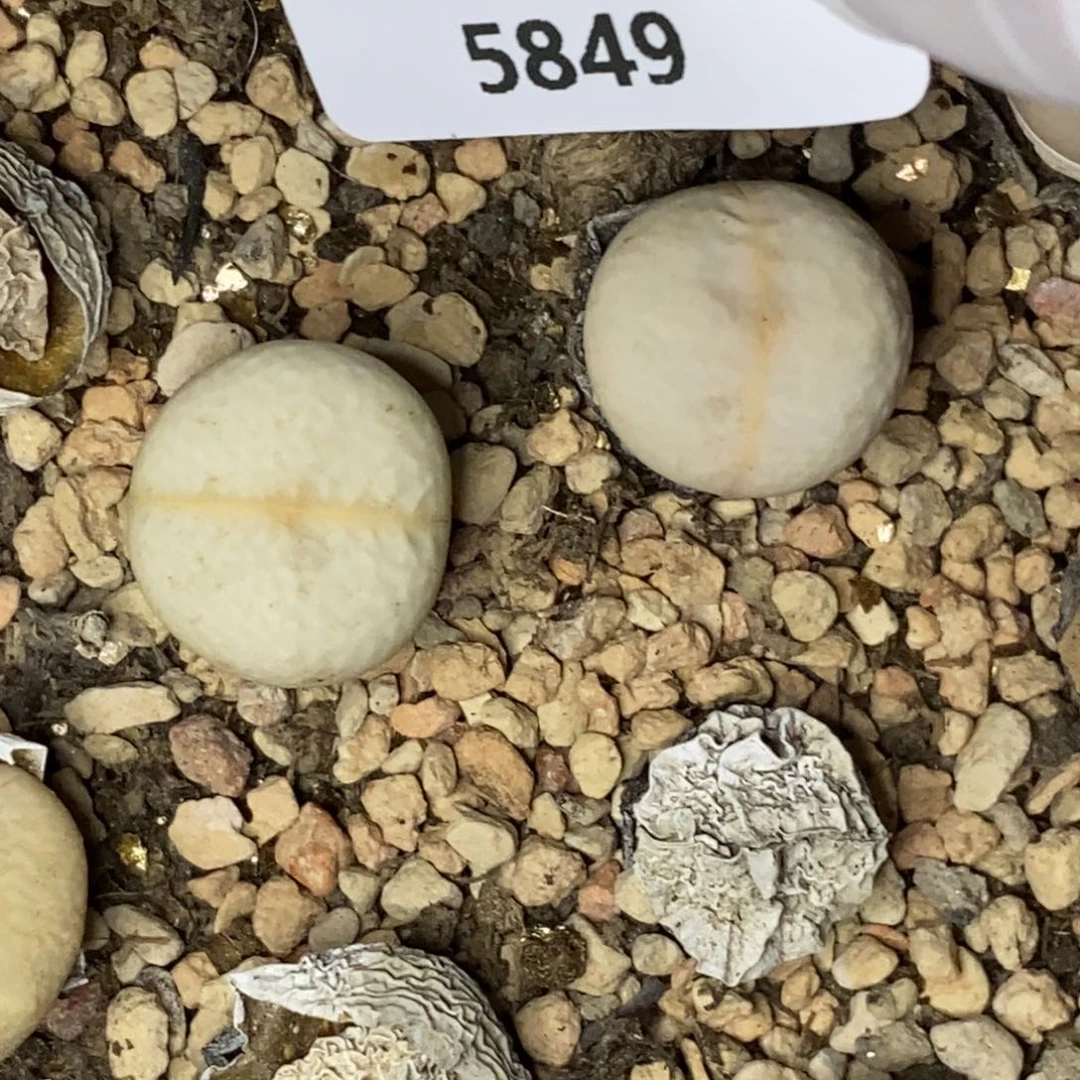 5849。高尔夫。5颗1.4厘米。。。