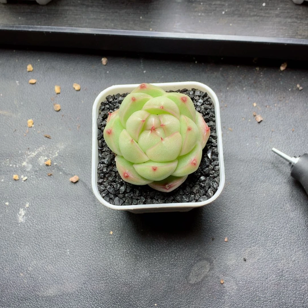 Y****安多肉植物。  麦秆带盆土