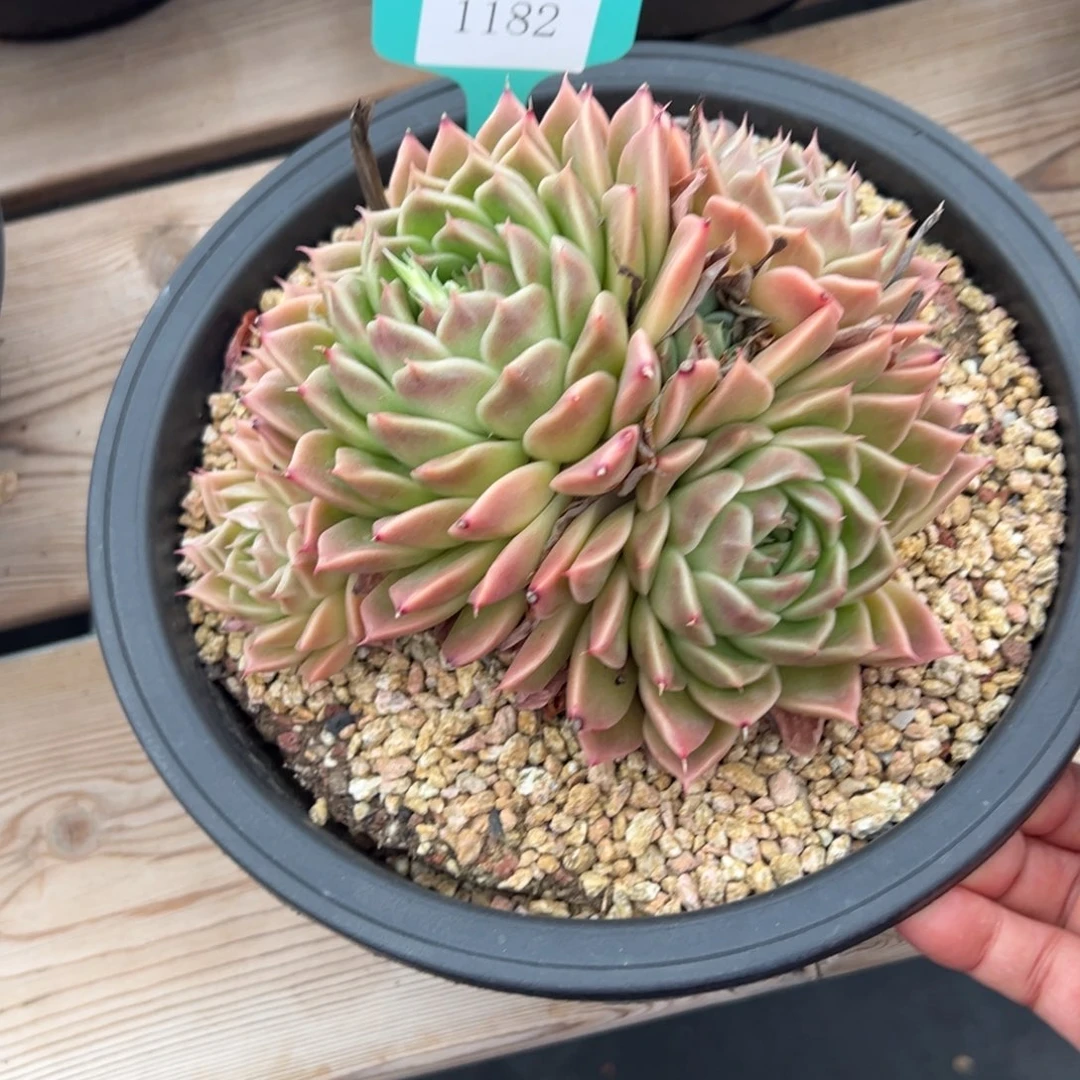 兰***肉1182肉多么多么多哦肉多