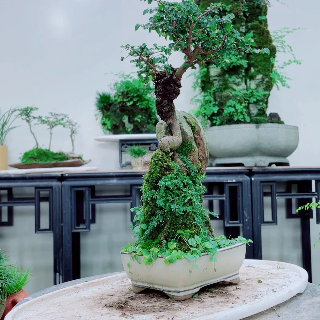 大**愚铁线蕨铁线蕨铁线蕨