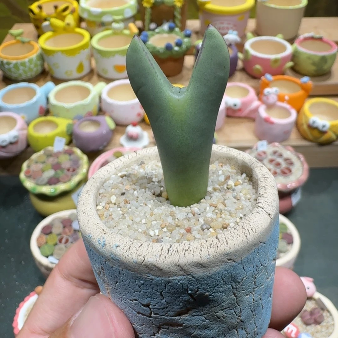 蘑菇1116皮卡丘多肉植物脱土发
