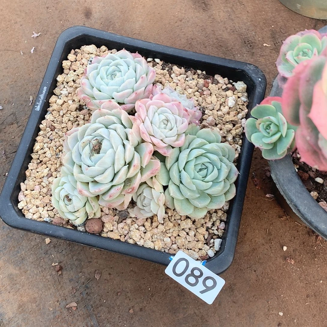 089月影一物一拍多肉