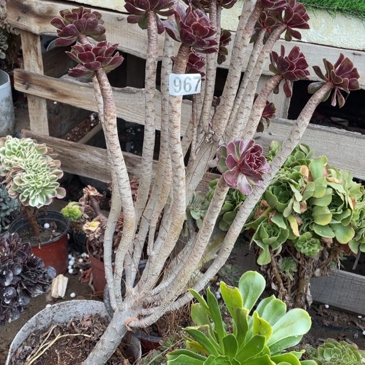 60厘米高黑豆法师967号