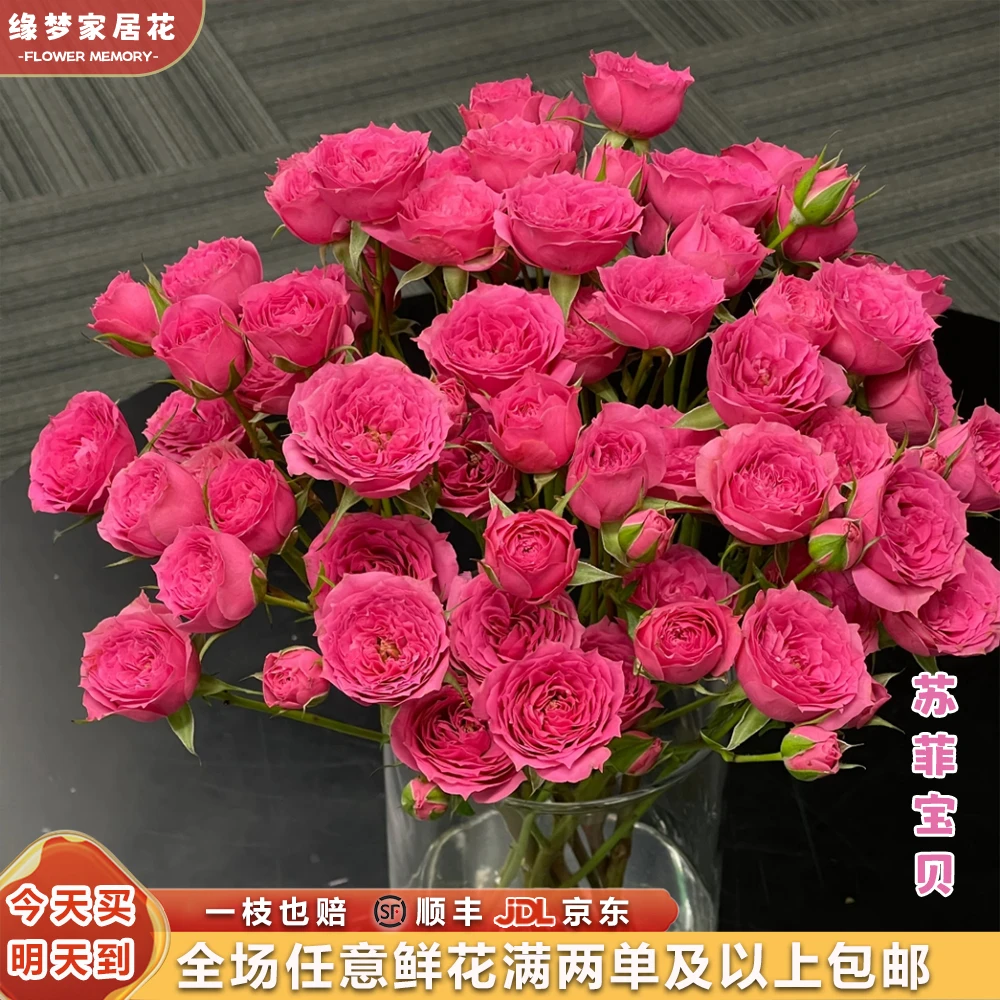 特价『苏菲宝贝』保真鲜花好花 多头玫瑰5枝 全场任意满两单鲜花顺丰京东包邮 三单鲜花送玻璃花瓶鲜花次日达