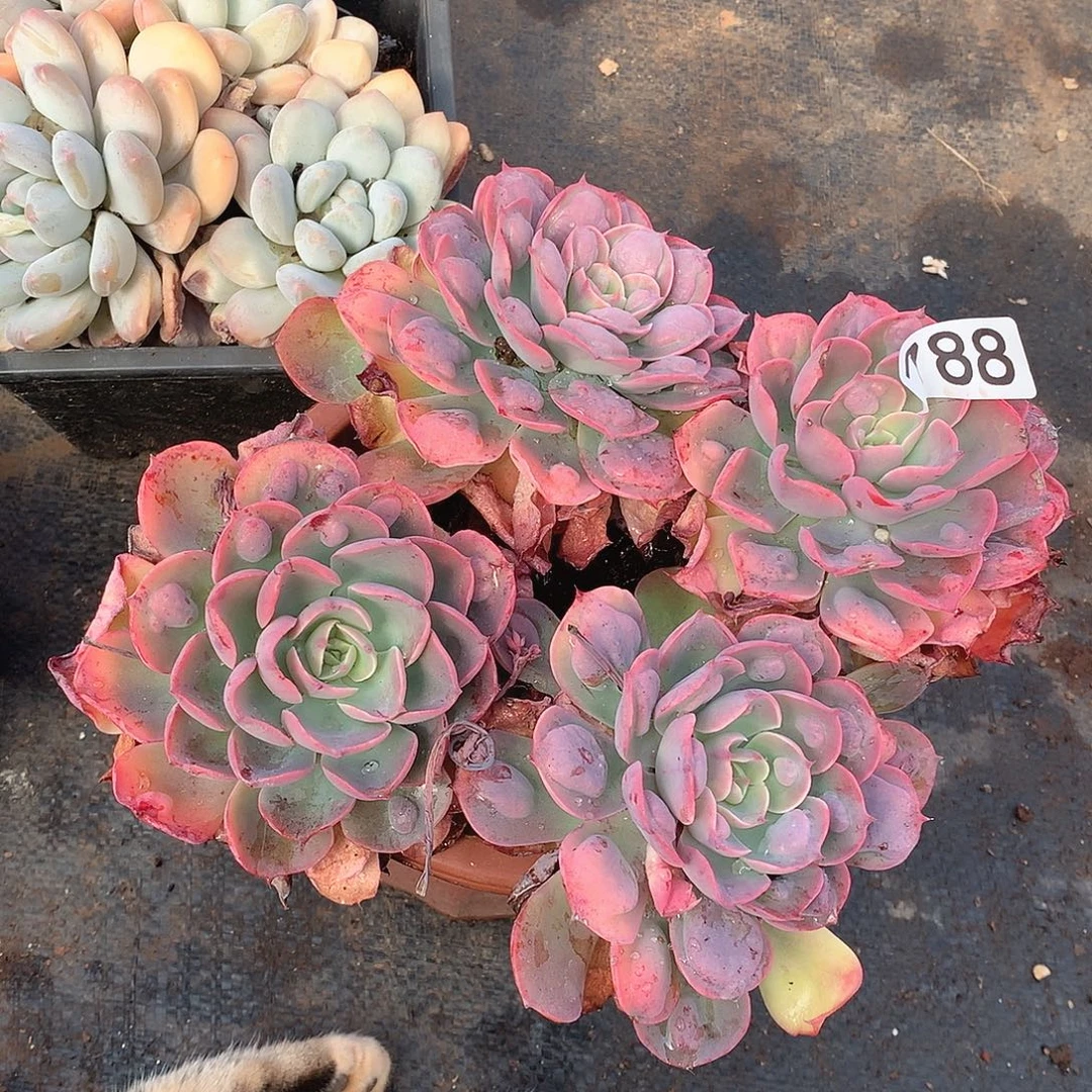 788雨滴一物一拍多肉