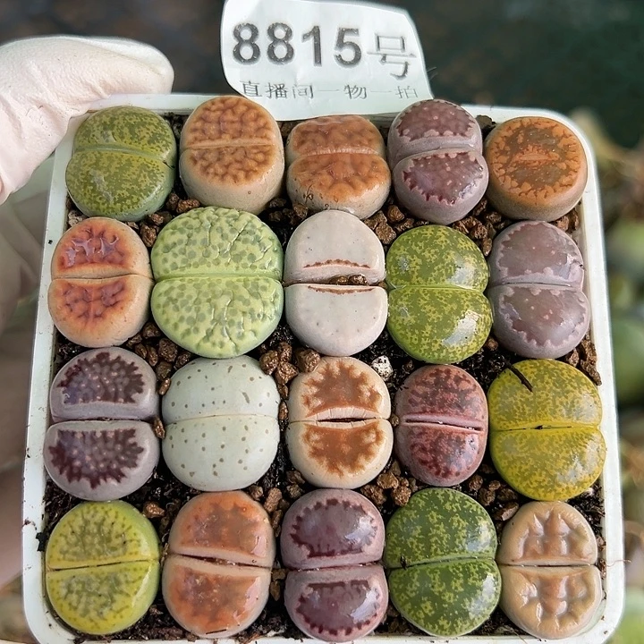 8815 好养易活生石花大母本7.5cm盆开播福利