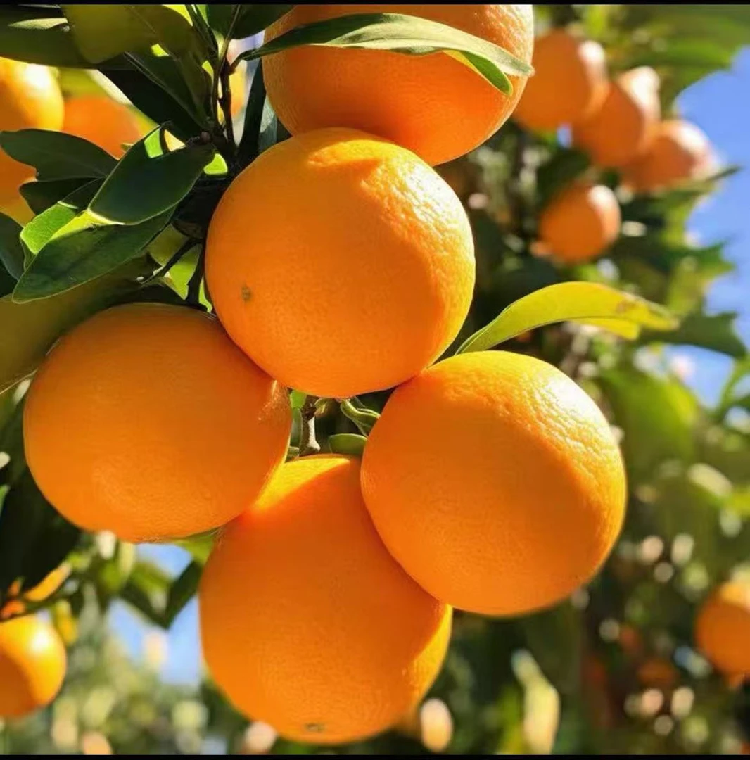 【现摘现发】正宗赣南脐橙20斤装新鲜采摘香甜橙子不泡药不打蜡