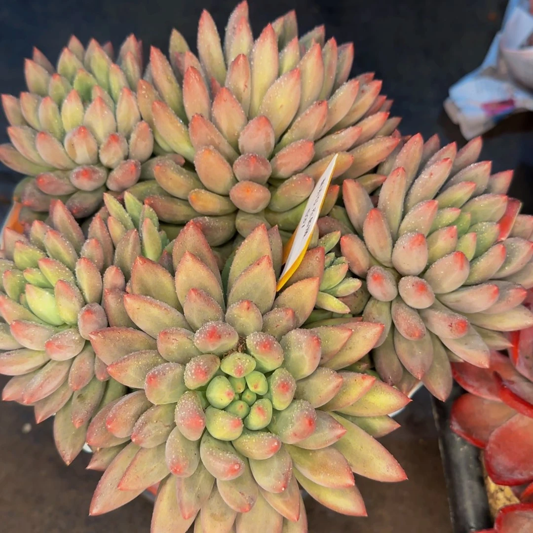 丽***537不补爸爸吧他他吧