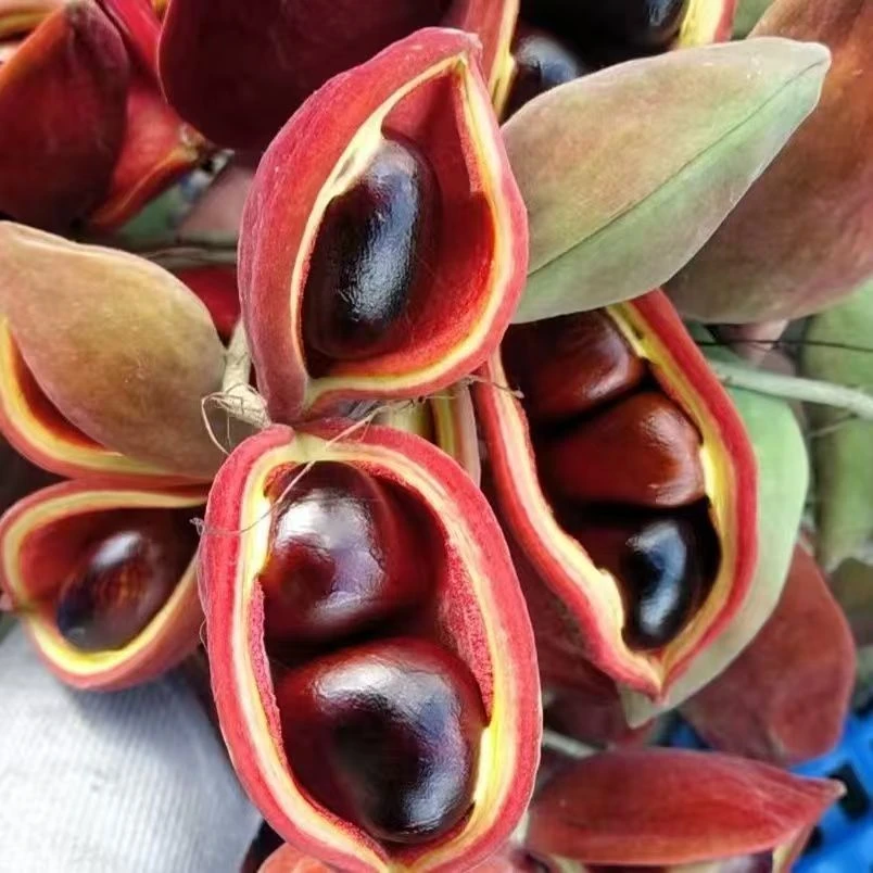 广东新鲜凤眼果萍婆富贵子频婆当季稀有水果  带外壳荚子耐存放