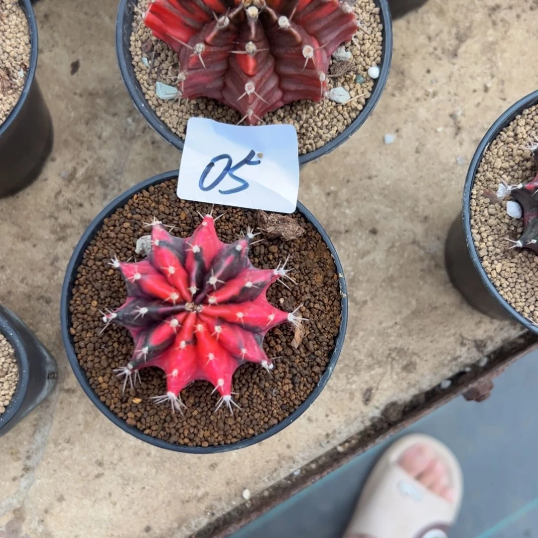 肉*05号两颗米哈仙人球多肉