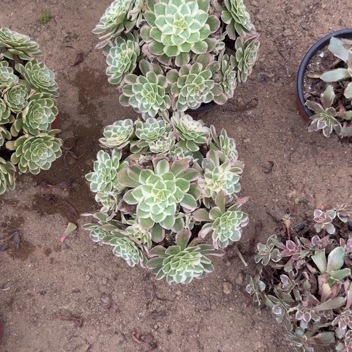 玉芙蓉一颗 多肉植物