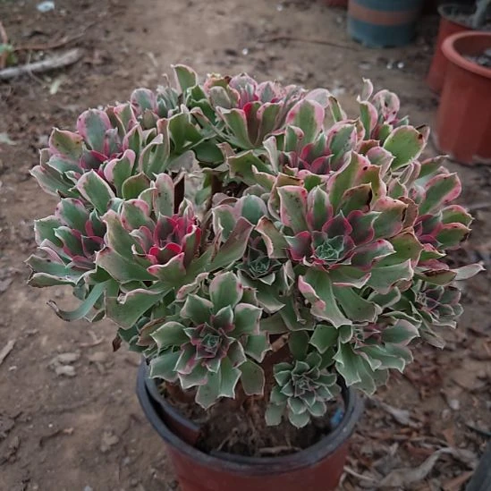 浣纱加急发货法师21